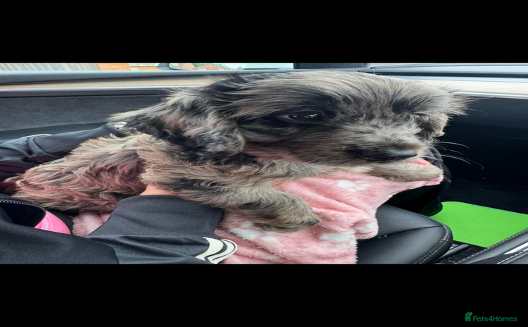 Cockapoo dogs - Advert 8