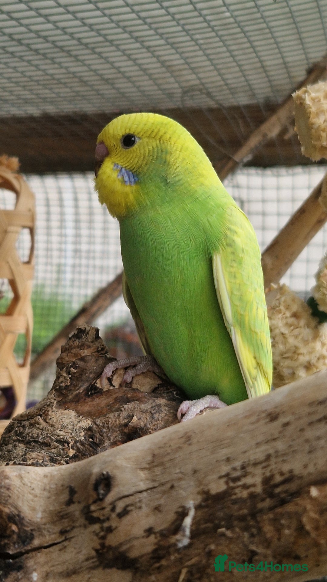 Budgerigars birds for sale: 6 baby budgies for sale from £30 to £40 - Image 6