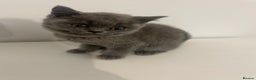 British Shorthair cats for sale:  British shorthair kittens Pedigree registered - Advert 32