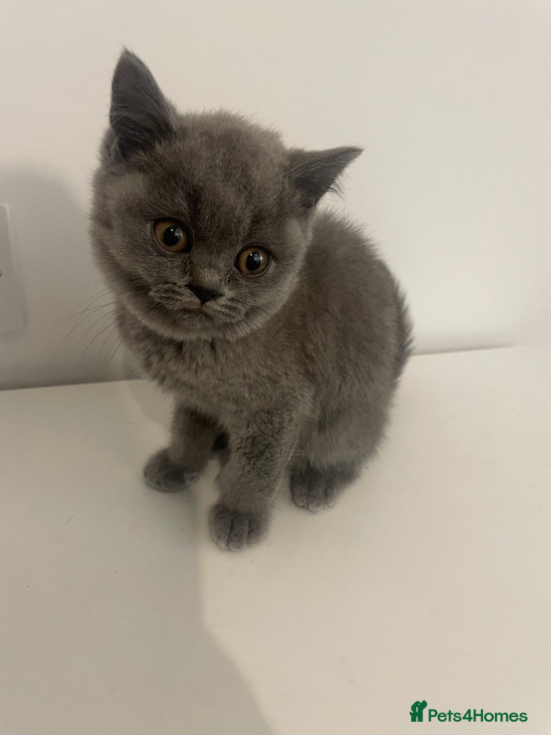 British Shorthair cats for sale:  British shorthair kittens Pedigree registered - Advert 32
