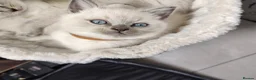 Ragdoll cats for sale: Blue Point Ragdoll kittens ready to leave  - Advert 7