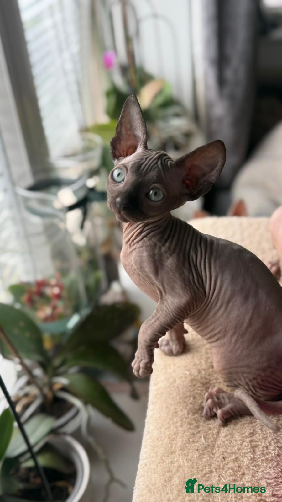 Sphynx cats 2 sphinx girls for a sale  - Advert 1