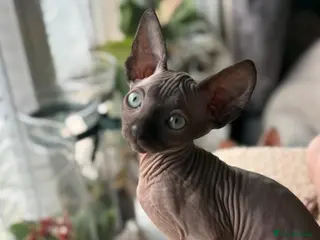 Sphynx cats 2 sphinx girls for a sale - Advert 1