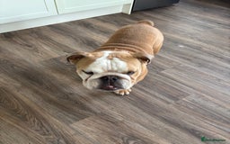 Mixed Breed dogs for sale: Very handsome bulldog - Image 8