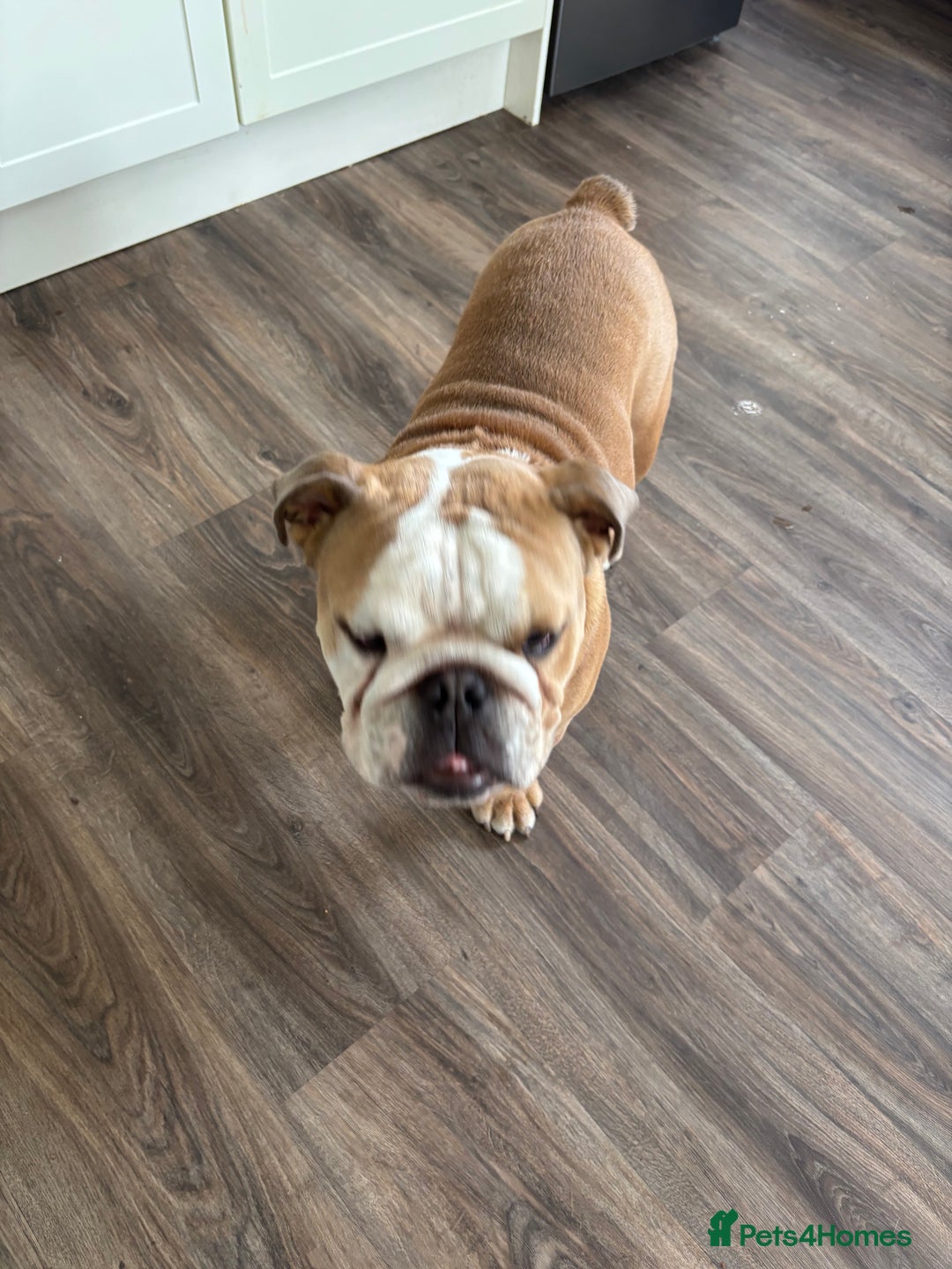 Mixed Breed dogs for sale: Very handsome bulldog - Image 8