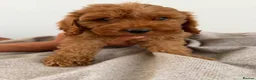 Cockapoo dogs for sale: Cockapoo Puppies - Advert 8
