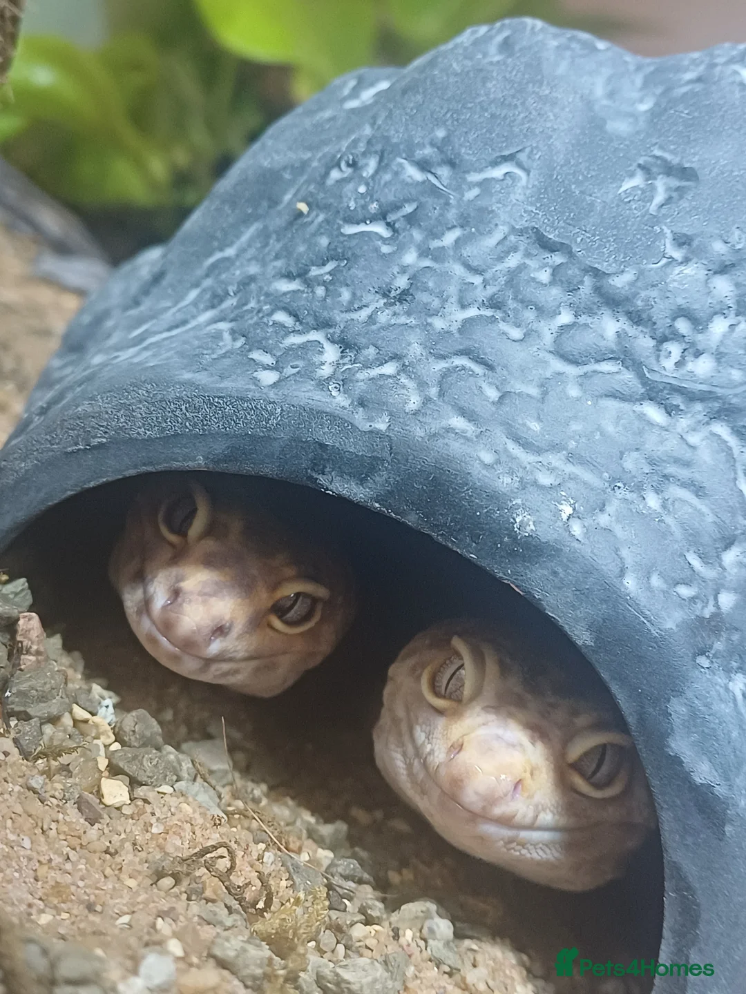 Leopard Gecko reptiles for sale: 2 Leopard geckos in Aldershot - Advert 1