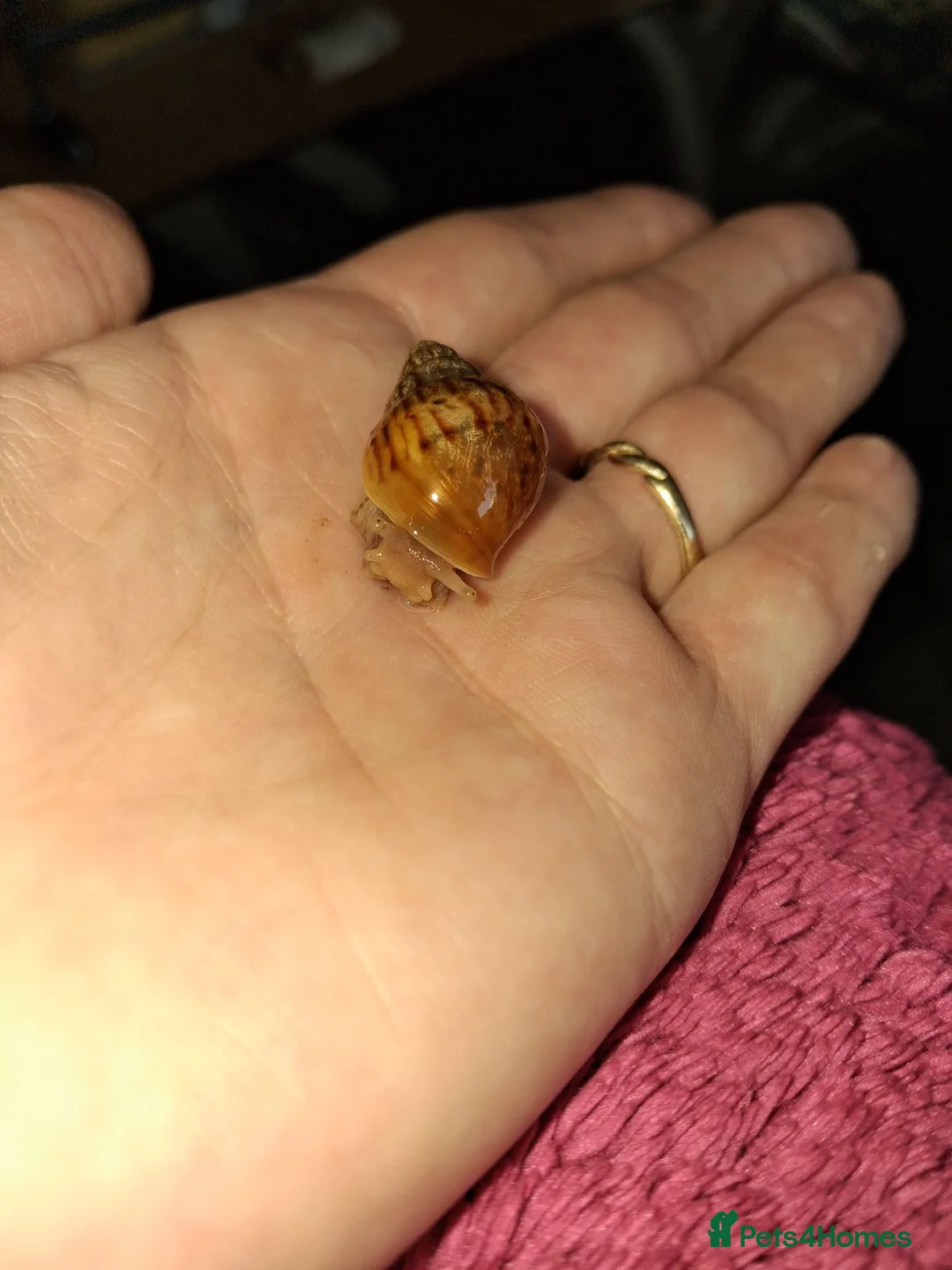 Snails invertebrates for sale: Baby giant african snails  - Advert 2