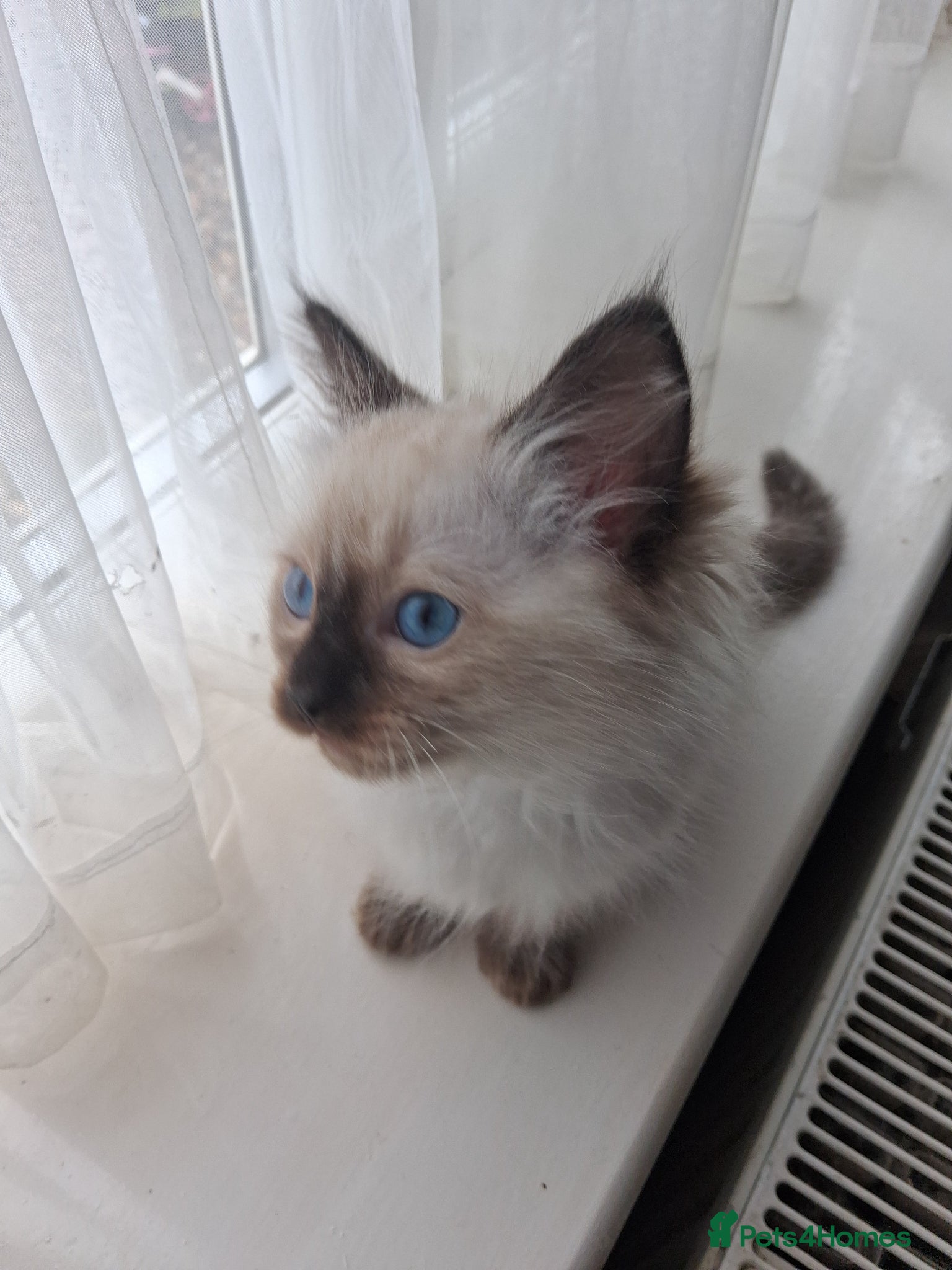 Ragdoll cats for sale: Ragdoll kittens ready 11th June after vet check - Advert 4