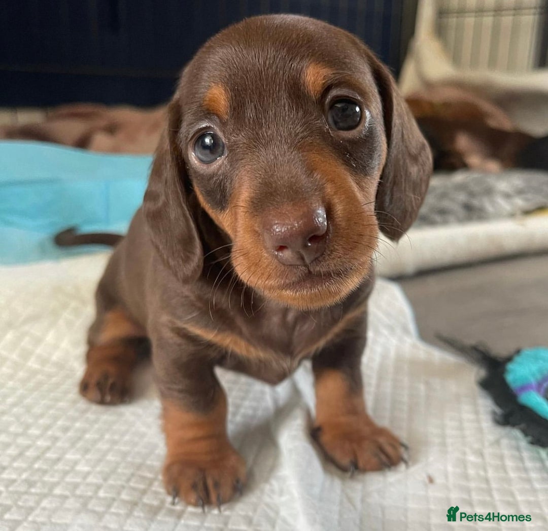 Miniature Dachshund dogs for sale: Chocolate Miniature Wieners pups!! - Image 4