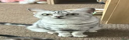 British Shorthair cats for sale: Silver Tabby BSH Cross Kittens – Ready Soon! - Advert 2
