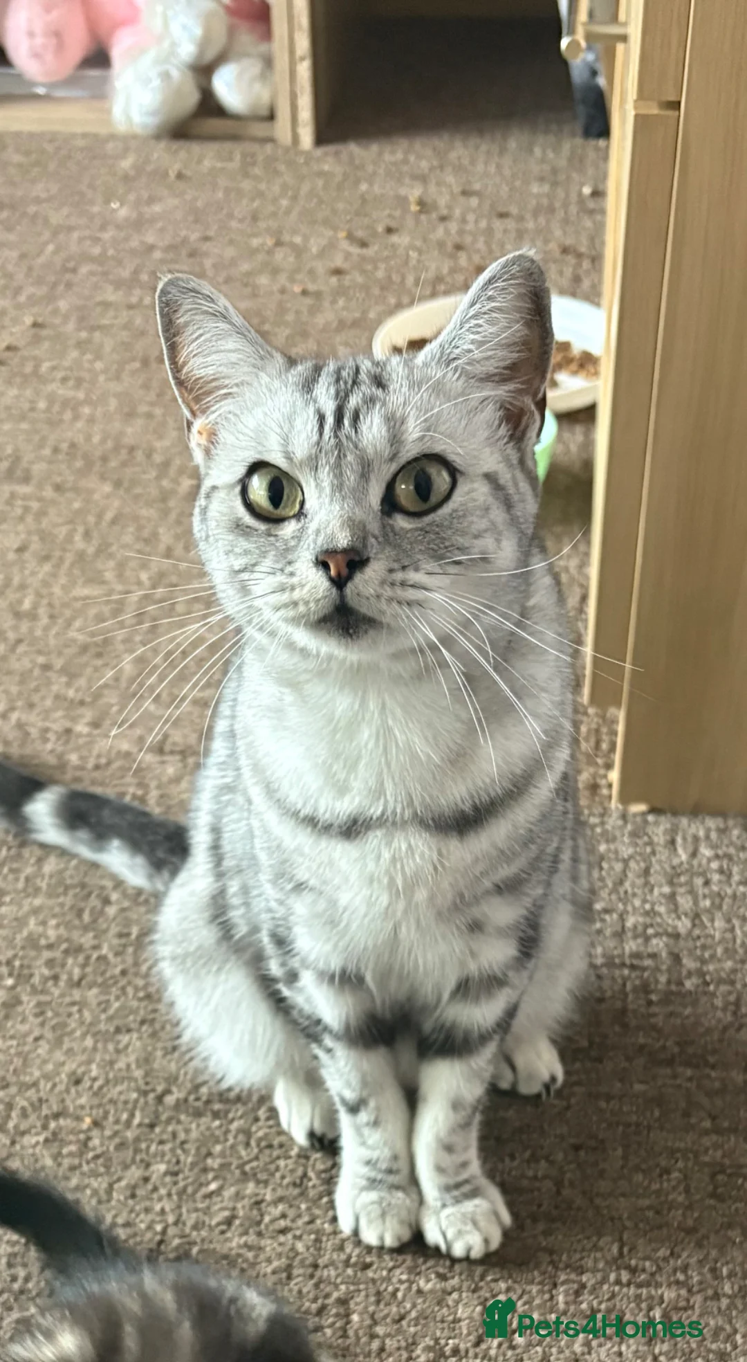 British Shorthair cats for sale: Silver Tabby BSH Cross Kittens – Ready Soon! - Advert 2