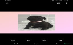 Staffordshire Bull Terrier dogs for sale: Genesis planned mating  - Image 9