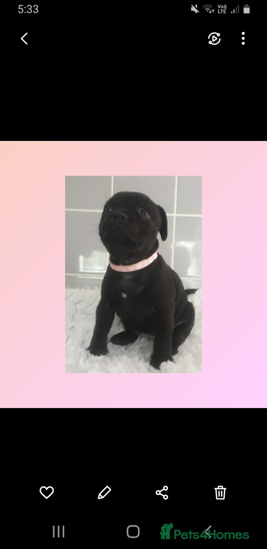 Staffordshire Bull Terrier dogs for sale: Genesis planned mating  - Image 9