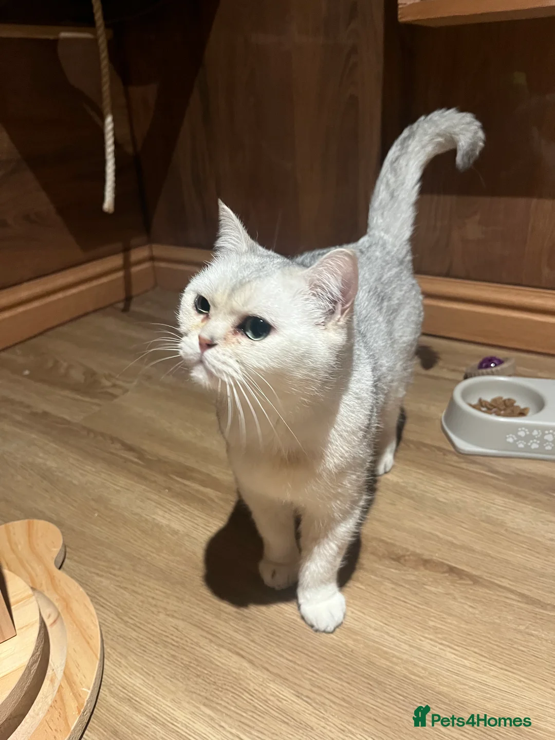 British Shorthair cats for sale: Beautiful Silver Tipped British Shorthair - Advert 6