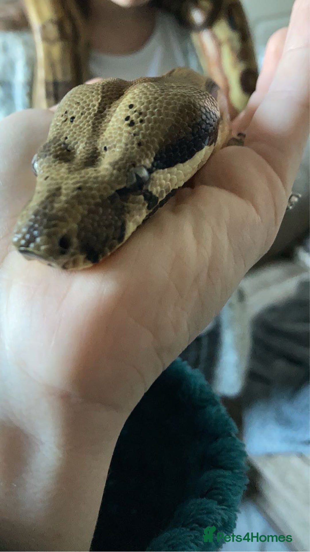 Boa Snake reptiles for sale: 6FT Boa + Setup for rehome - Advert 2