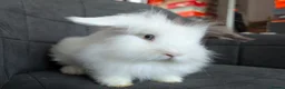 Lionhead rabbits for sale: Fluffy BE Lionhead Rabbits for Sale  - Advert 26
