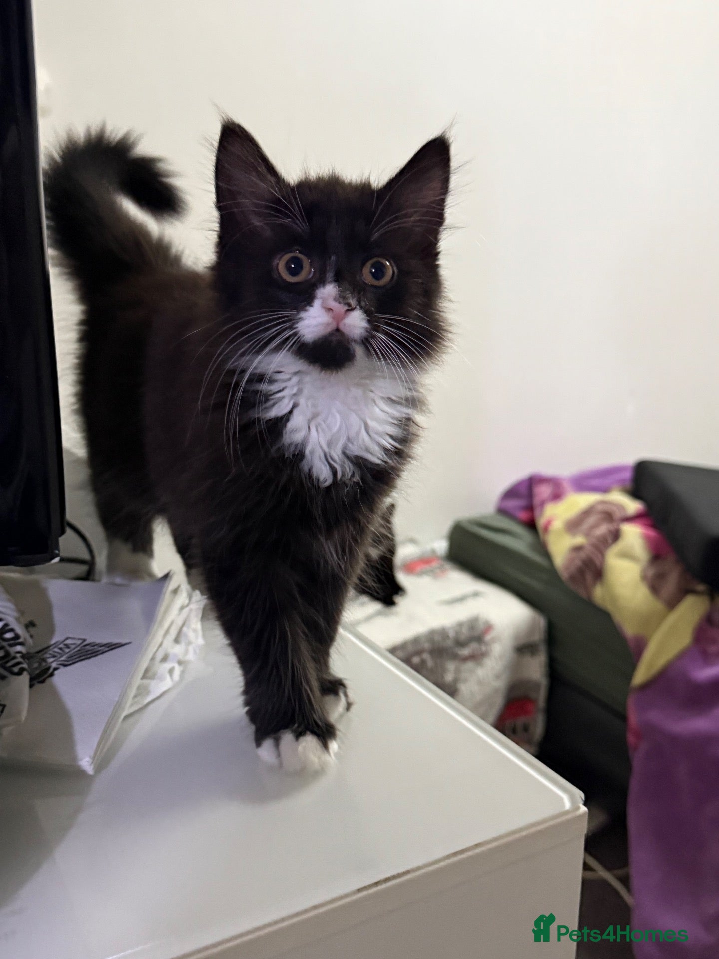 Mixed Breed cats Lovely Mixed-Breed Kitten & Mother Pair  - Advert 4