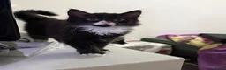 Mixed Breed cats for sale: Lovely Mixed-Breed Kitten & Mother Pair  - Advert 6