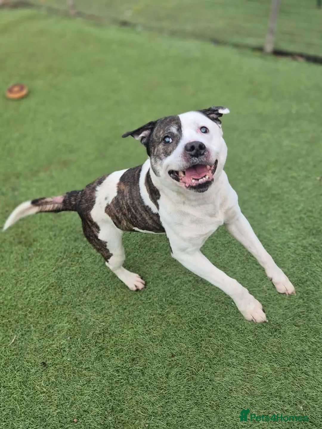 Staffordshire Bull Terrier dogs for adoption: IGGY - 12 year old Staffie - Advert 2