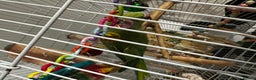 Parakeets birds for sale: Indian rose ringed parakeet - Advert 5