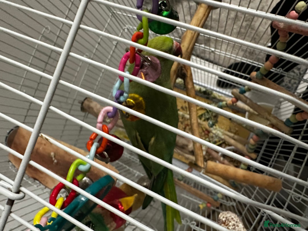 Parakeets birds for sale: Indian rose ringed parakeet - Advert 5