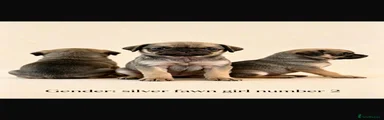 Pug 3