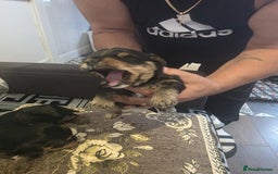 Yorkshire Terrier dogs for sale: Yorkshire Terrier pups - Image 7