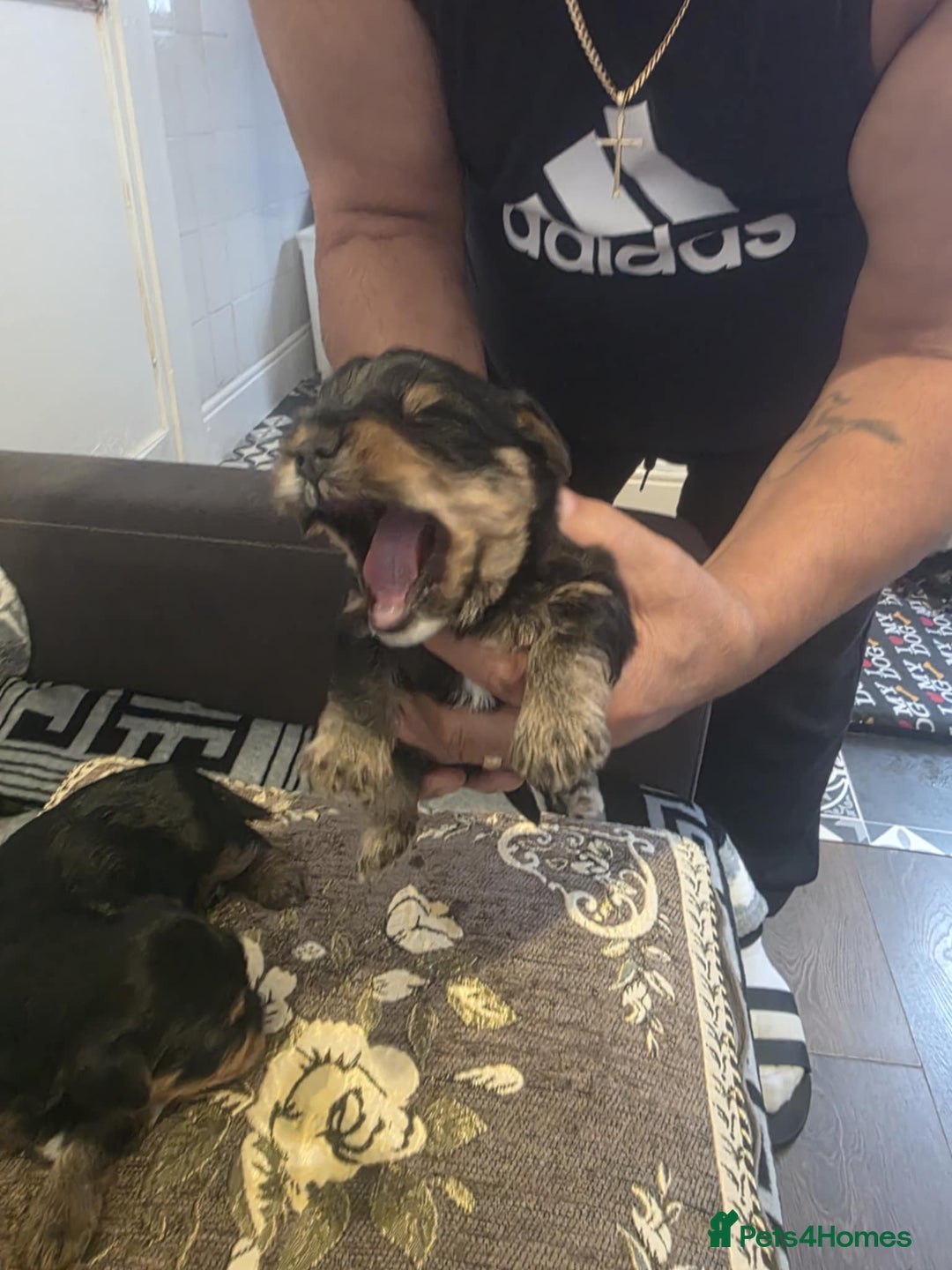 Yorkshire Terrier dogs for sale: Yorkshire Terrier pups - Image 7