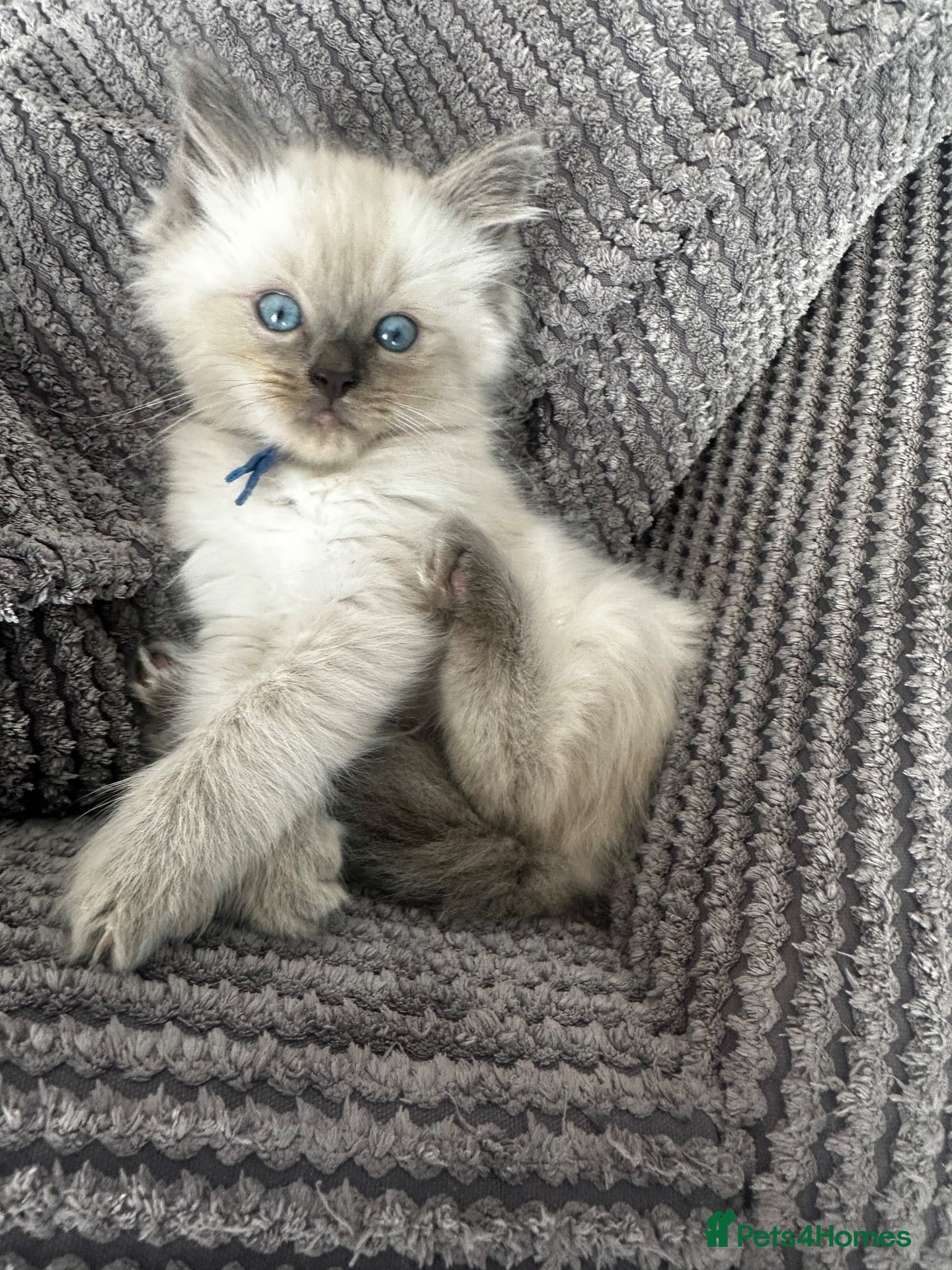 Ragdoll cats Last one boy Ready to go Ragdoll kittens 🐾 - Advert 5