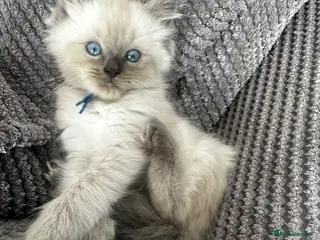 Ragdoll cats Last one boy Ready to go Ragdoll kittens 🐾 - Advert 5