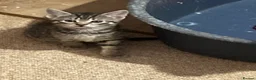 Mixed Breed cats for sale: 4 playful kittens looking for new homes - Advert 7