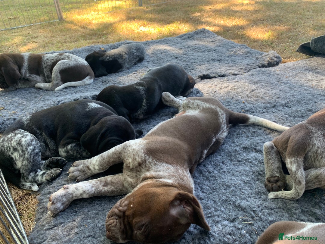 German Shorthaired Pointer dogs for sale: Exceptional German Shorthaired Pointer Puppies - Image 10