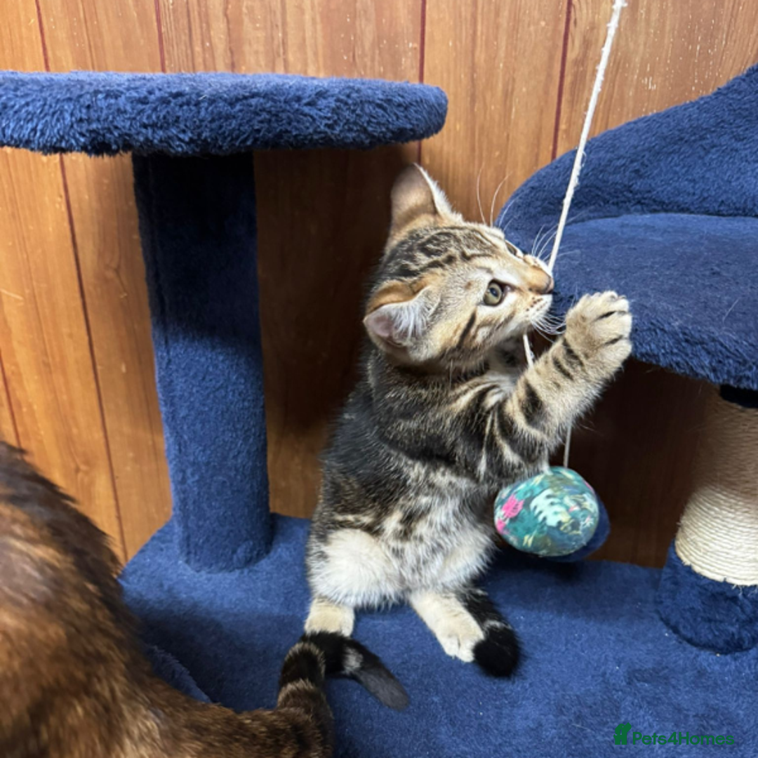 Bengal cats for sale: ​​Bengal Mix - Boy Kitten. Ready 2 Go! - Image 9