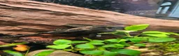 Cichlids fish for sale: Tropical Cichlids - Advert 10