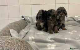 Cockapoo dogs for sale: Beautiful merle puppy’s available  - Image 7