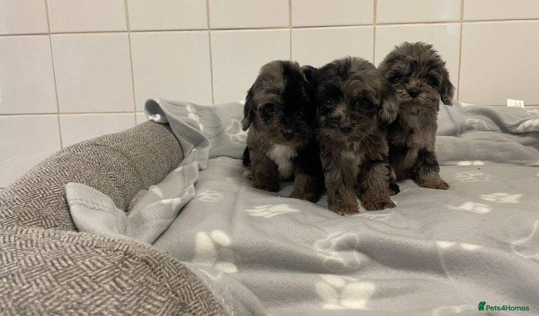 Cockapoo dogs for sale: Beautiful merle puppy’s available  - Image 7