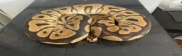 Python Snake reptiles for sale: Royal pythons for sale - Bristol - Advert 5