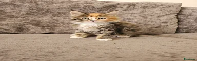 Maine Coon Kitten 2