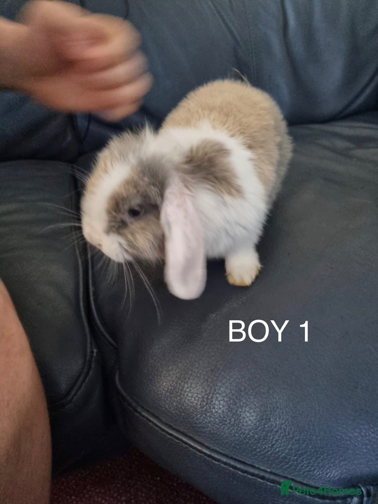 Mini Lop rabbits 3x Mini Lops, 10 weeks old. Ready Now - Advert 4