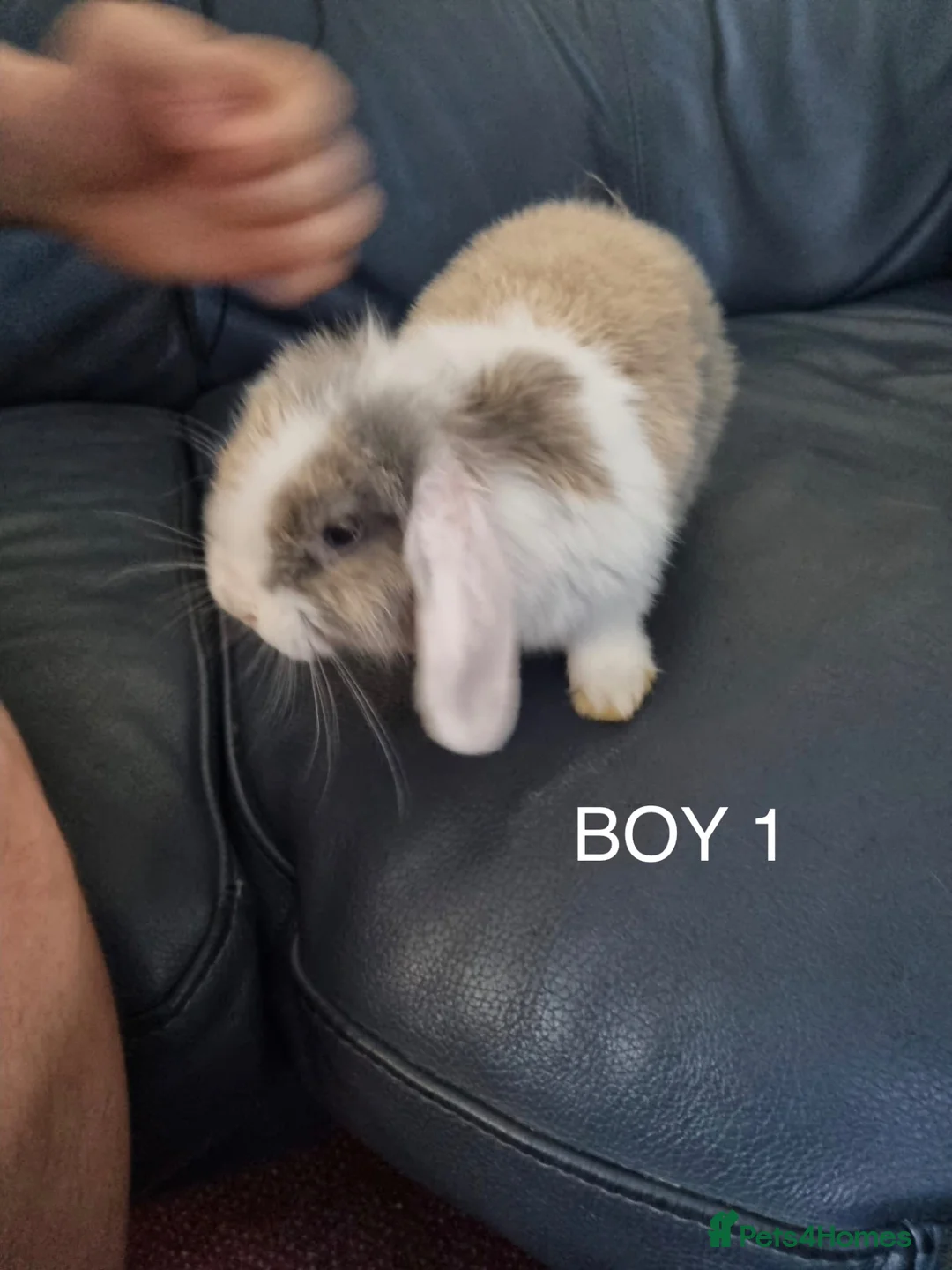 Mini Lop rabbits for sale: 3x Mini Lops, 10 weeks old. Ready Now - Advert 1