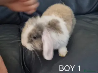 Mini Lop rabbits 3x Mini Lops, 10 weeks old. Ready Now - Advert 4