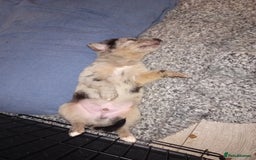 Mixed Breed dogs for sale: 1 collie cross staff tri blue Merle  - Image 3