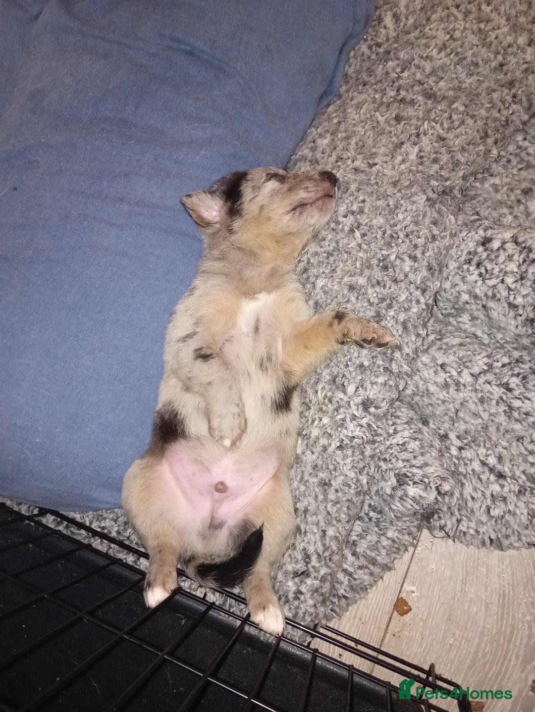 Mixed Breed dogs for sale: 1 collie cross staff tri blue Merle  - Image 3