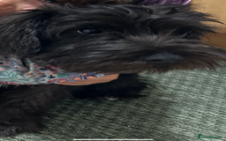 Miniature Schnauzer dogs for sale: Lovely KC Mini Schnauzer 4 months Fully Vaccinated - Image 3
