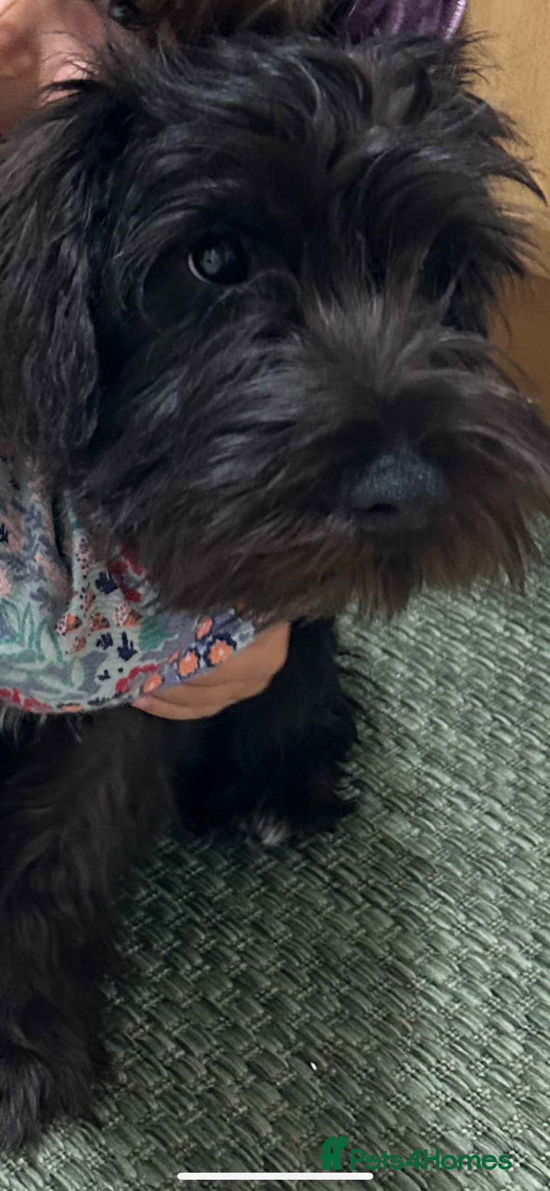 Miniature Schnauzer dogs for sale: Lovely KC Mini Schnauzer 4 months Fully Vaccinated - Image 3