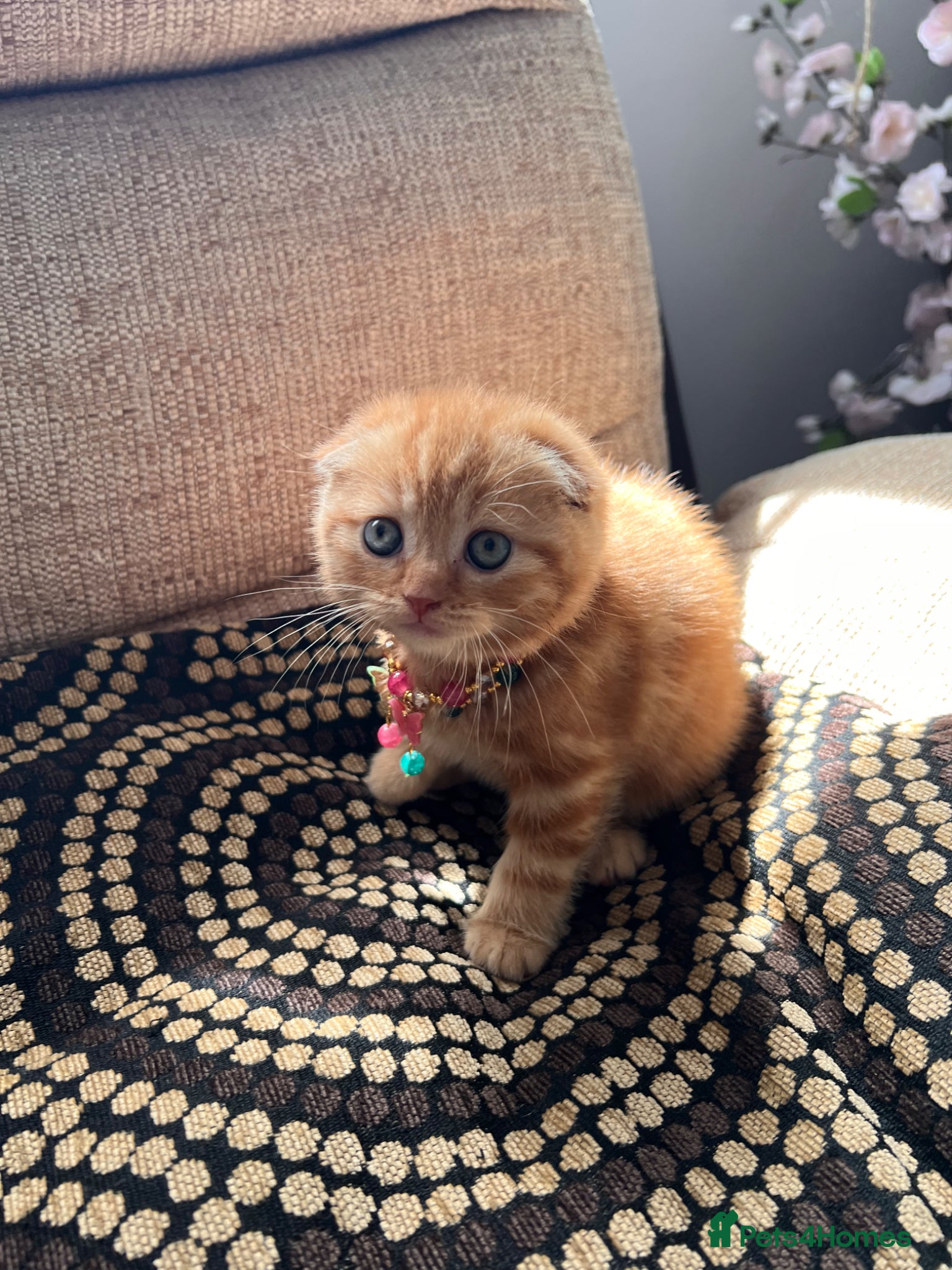 Scottish Fold cats for sale: 😻SCOTTISH FOLD 😻 CREAM & RED COLOUR 😻 - Advert 4