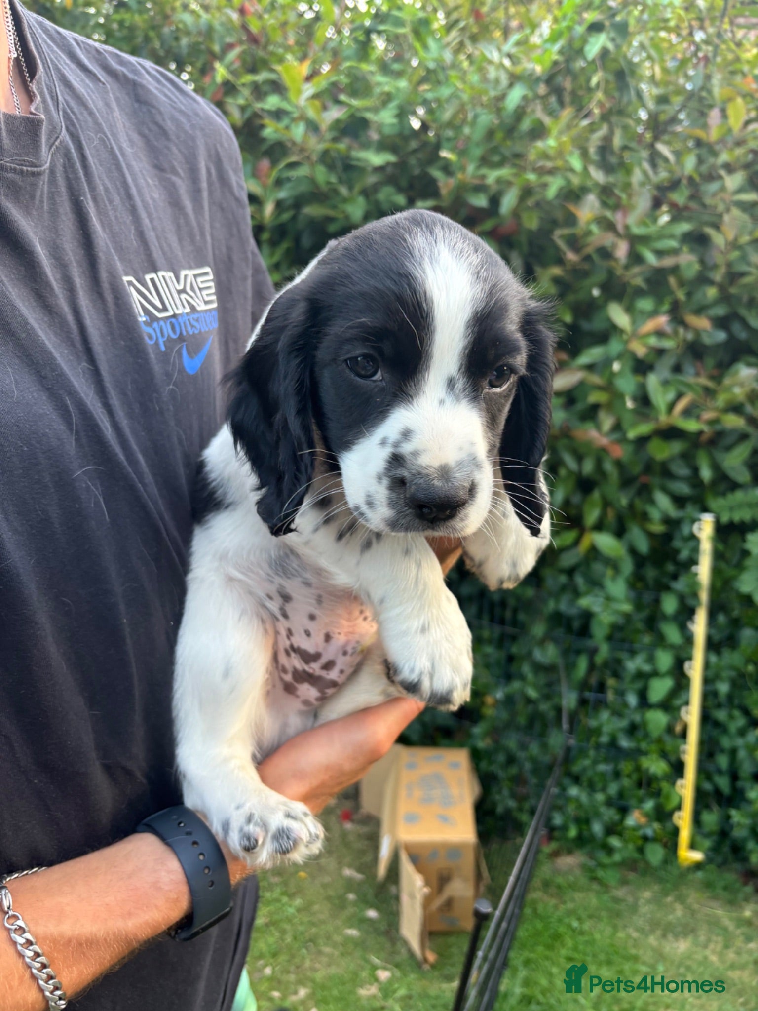 Sprocker dogs Sprocker x Spaniel Puppy - Advert 1