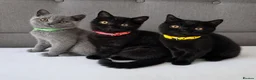 British Shorthair cats for sale: Beautiful British Shorthair Kittens for LovingHome - Advert 1