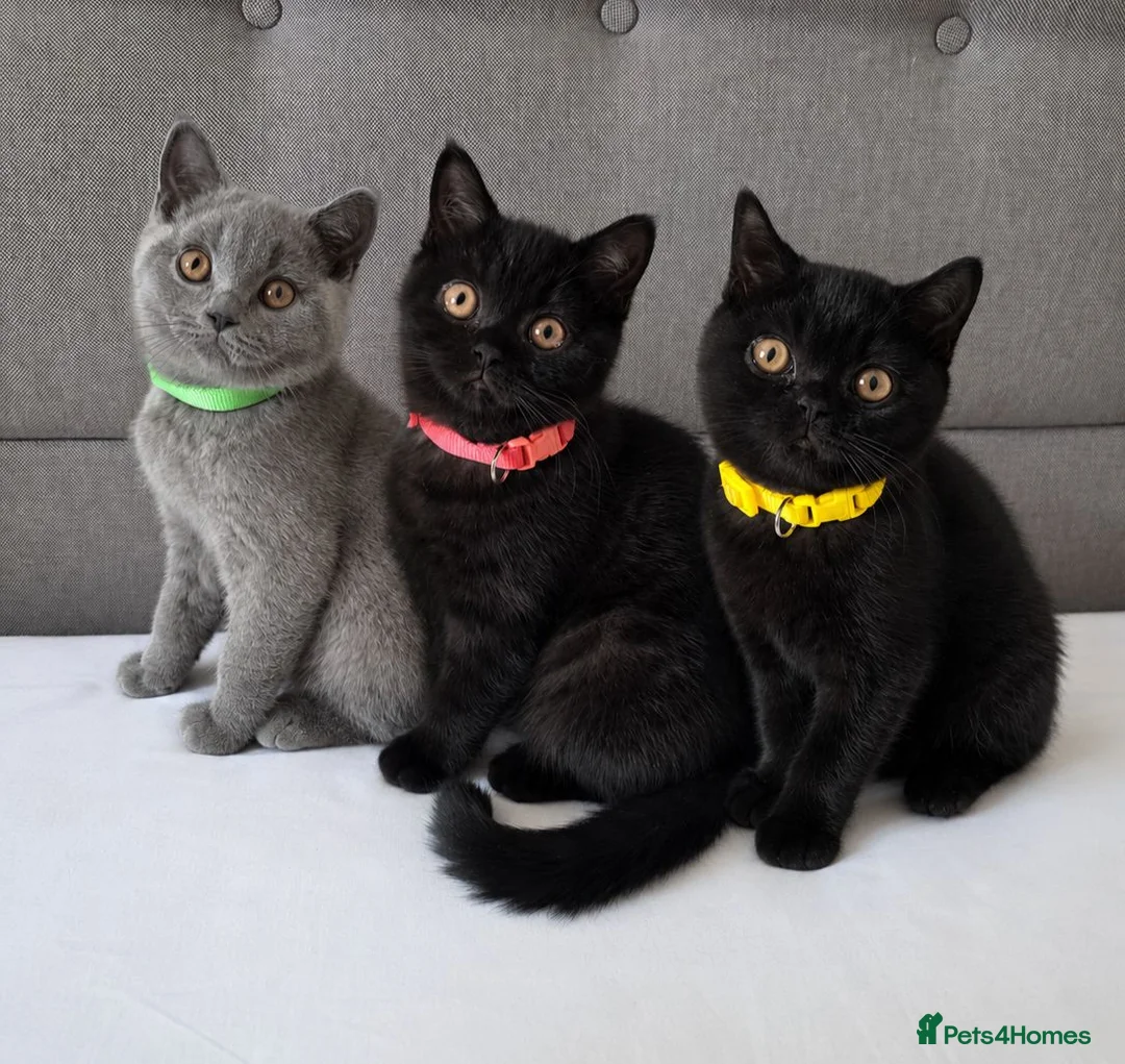 British Shorthair cats for sale: Beautiful British Shorthair Kittens for LovingHome - Advert 1